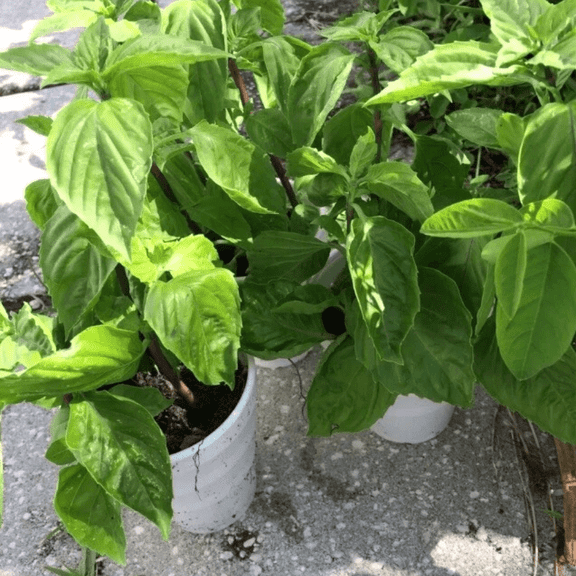 Live Thai Basil Plant, Well-Rooted and Compact Herb for Home and Outdoor Gardens, 4–8 Inch Height