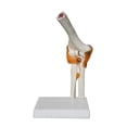 thumbnail image 3 of Modelo conjunto de codo humano Educación Educación Educación Médica capacitación médica resistente con ligamentos flexibles científicos para, 3 of 9