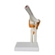 thumbnail image 3 of Modelo de articulación del codo humano modelo de enseñanza resistente herramienta de enseñanza sólida médica ligera con ligamentos realistas para el, 3 of 10
