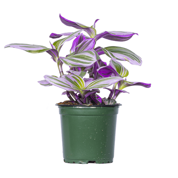 Tradescantia Nanouk (S) Live Plants in 4" growers pot