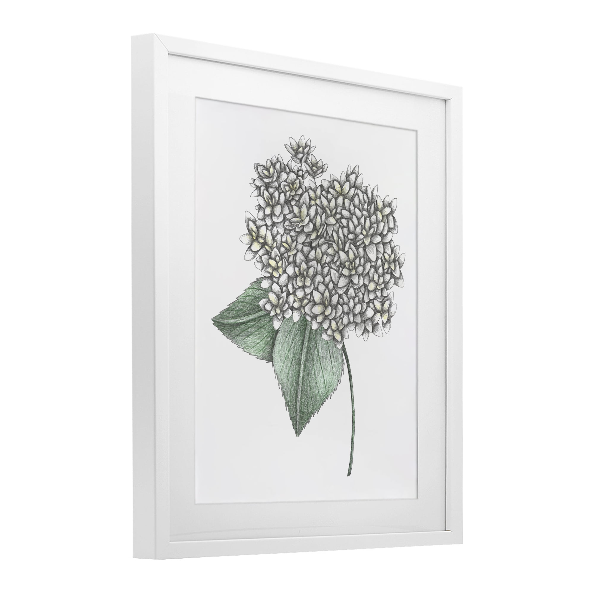 White Hydrangea Sketch Blossom White Framed Print Under Glass, design by Cecilia Battaini