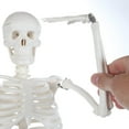 thumbnail image 6 of Anatomy Lab Human Skeleton Model Mini with Stand, Movable Joints 35", 6 of 6
