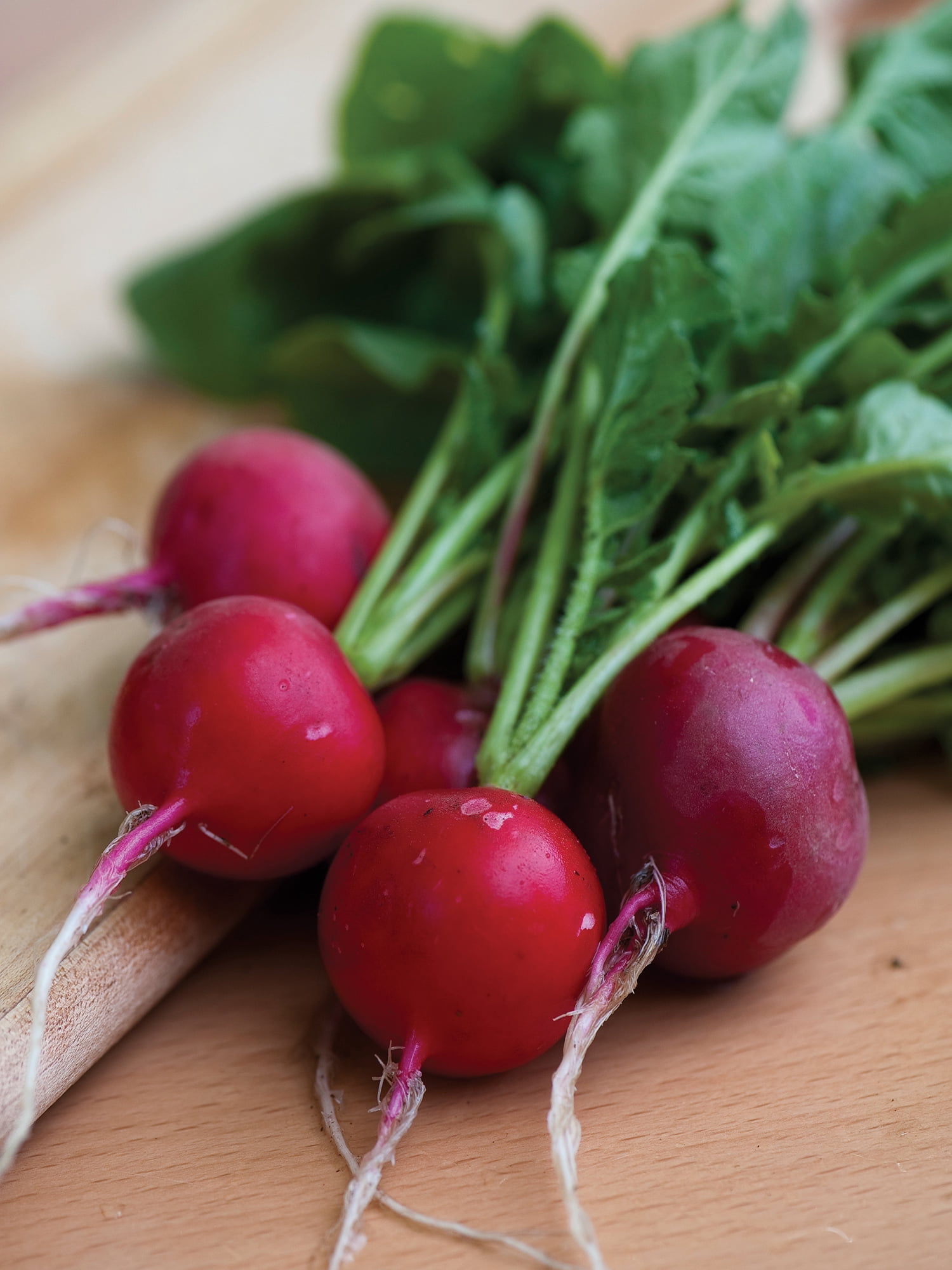 Burpee Organic Cherry Belle Radish, Plant Seeds for Home Garden
