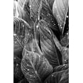 thumbnail image 2 of Allen, Kimberly 17x24 White Modern Wood Framed Museum Art Print Titled - Midnight Palm Leaves 1 bw, 2 of 4