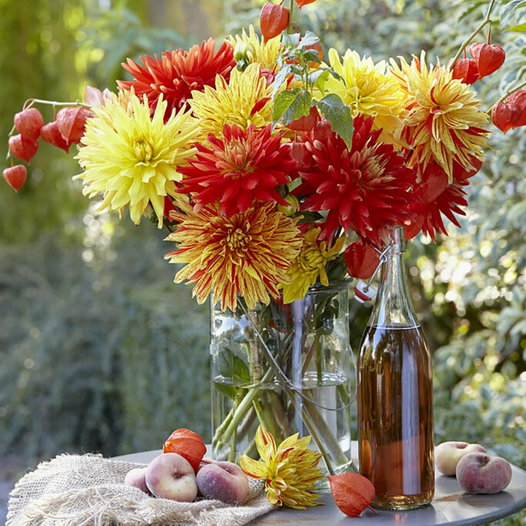 Van Zyverden Dahlias Striped Vulcan, 5 Bulbs, Multi-color