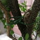 thumbnail image 5 of 30 correas de sujeción de plástico para plantas de jardín, multiusos, verdes, flexibles y duraderas, para enrejado de hortalizas y sujeción de enredaderas. Aestivo | Verde | AESTIVO, 5 of 7