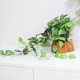 thumbnail image 5 of Set de 2 plantas colgantes Pothos artificiales con macetas, color verde dorado, 5 of 9