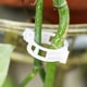thumbnail image 4 of Clips para enredaderas, soportes para plantas, conecta tomates, 100 unidades, otros, 4 of 8