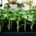thumbnail image 4 of SXcggal Plastic Rectangular Vegetable Succulent Seedling Tray Cavity Tray Balcony Growing Pot Practical Basic Seed Disseminators For Garden, 4 of 7