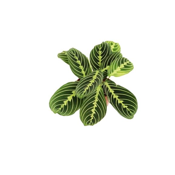 California Tropicals Lemon Lime Prayer Plant - Maranta - Rare Variety Live House Plant - Tropical Decor - Unique Real Plants Interior Garden Outdoors Supplies - Small Pot - 4 Inch Potting Decor