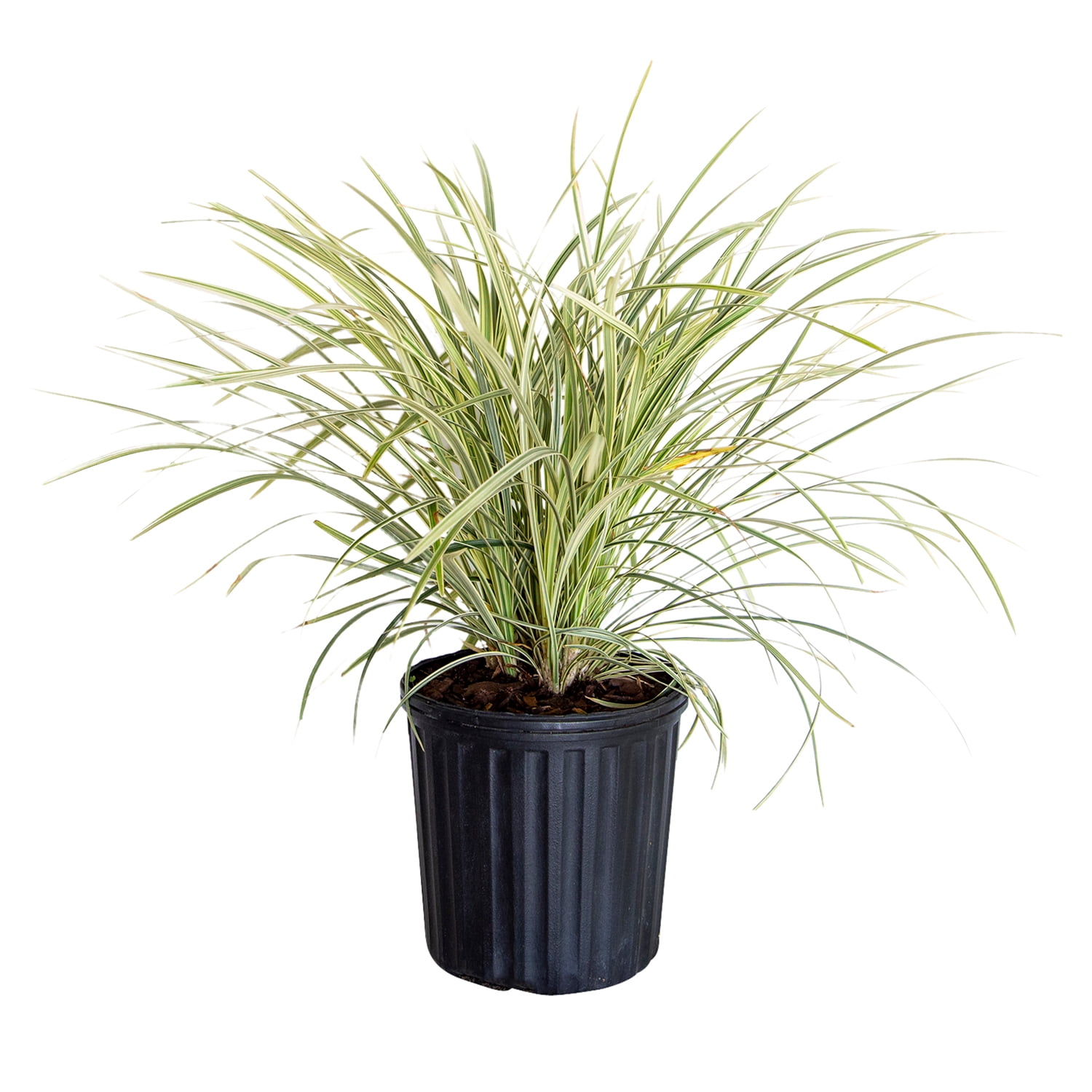 Aztec Grass (2.5 Quart) Green and White Variegated Liriope 'Lily Turf' Groundcover Full Sun to
