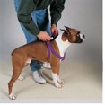 thumbnail image 3 of 25 Pack Dog Harnesses Bulk Wholesale Assorted Colors Vet Rescue Shelter Safety (Medium - 15 to 25 Inch Chest), 3 of 8
