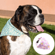 thumbnail image 4 of Collar y diadema para perro a juego y pulsera de la amistad del propietario, incluida caja de regalo, marihuana sostenible, 4 of 5