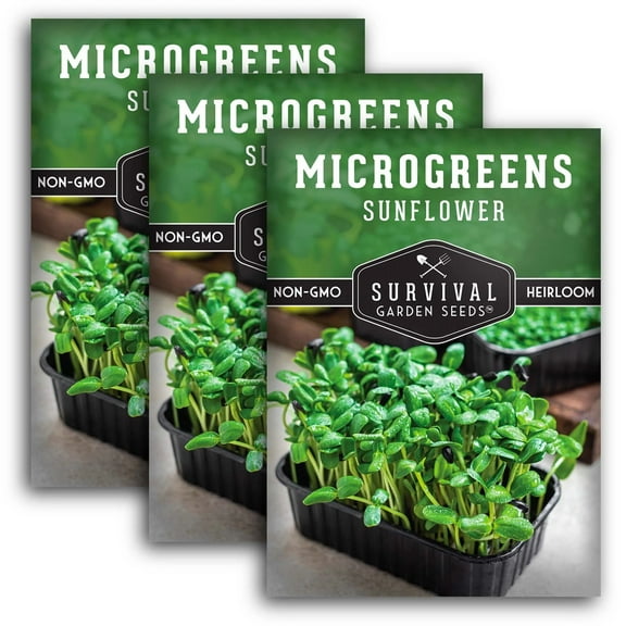 3 Packs Sunflower Microgreens Seeds - Non-GMO Heirloom Full Sun Annual