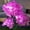 Purple, variant on AZXY Solar Lights for Garden,Decorative Solar Lights,Solar Landscape Lights,Solar Path Lights Outdoor Waterproof,Led Solar Garden Lights Flowers