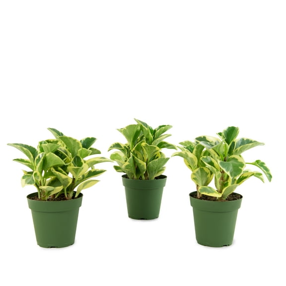Plant with Purpose 4 in Peperomia Obtusa Variegata Live Houseplant with Bright Indirect Sun-3 Piece