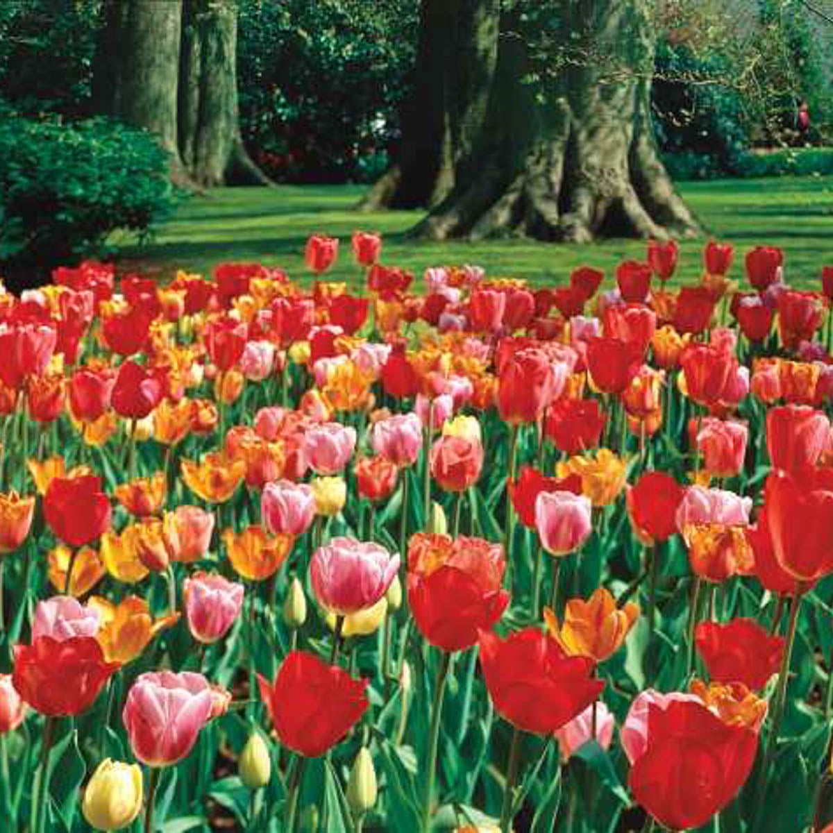 K. van Bourgondien Tulip Flower Bulb Mixture - Thumbnail 3