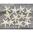thumbnail image 3 of Knobby Starfish | 12 White 2" to 3 1/2", 3 of 6