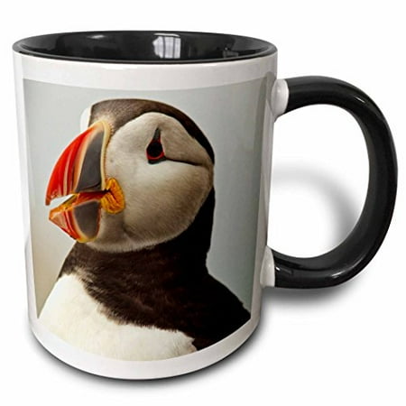 

3dRose Atlantic Puffins Machias Seal Island Cutler Maine - US20 CHA0008 - Chuck Haney Two Tone Black Mug 11oz