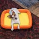 thumbnail image 1 of RKSTN Cat Bed Small and Medium-Sized Dog Four Seasons Mat 50*40*6cm Orange, 1 of 6