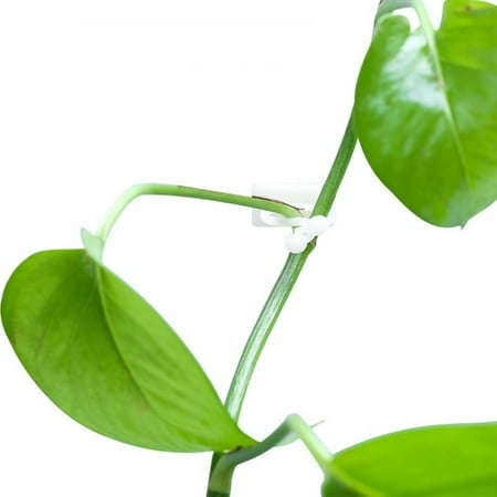 

Plant Climbing Wall Fixture Clips 10Pcs Plant Fixer Self-Adhesive Hook Garden Vegetable Plant Support Binding Clip Invisible Wall Vines Fixture Wall Sticky Hook Fixing Clip Vines Holder