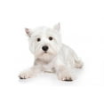thumbnail image 2 of West Highland White Terrier Wall Decal Sticker, Wallmonkeys Peel & Stick Vinyl Graphic (18 in W x 16 in H, 2 of 4