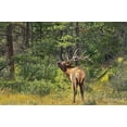 thumbnail image 2 of Jaynes Gallery 24x17 White Modern Wood Framed Museum Art Print Titled - Canada-Alberta-Jasper National Park Male elk calling, 2 of 4
