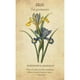 thumbnail image 2 of Oráculo Botanical 44 Cartas Florales + Guía Digital, 2 of 6