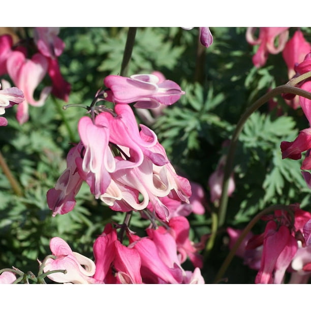 Candy Hearts Bleeding Hearts Dicentra SHADE 4" Pot