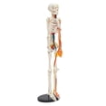 thumbnail image 6 of 34 inch Human Skeleton Model Model Skeleton Anatomical Human Anatomy Medical Stand for Teaching, 6 of 19
