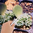 thumbnail image 4 of 4 Pcs Pinces en Acier Inoxydable Outil de Jardinage DIY Accessoire de Jardinage, 4 of 9
