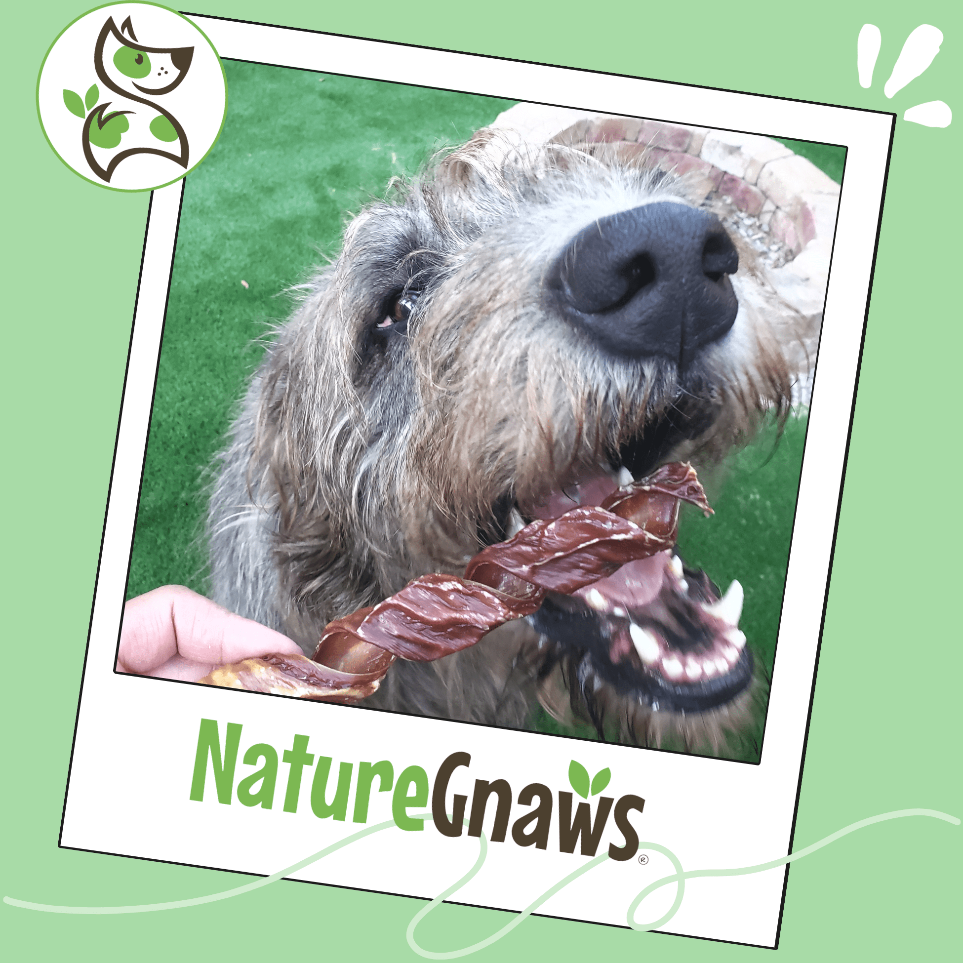 Nature Gnaws Beef Jerky Springs, Natural Dog Chew Treats (6 count)