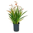 thumbnail image 5 of Expert Gardener 2.5QT Crocosmia Full Sun Perennial Flower Plant, 5 of 5