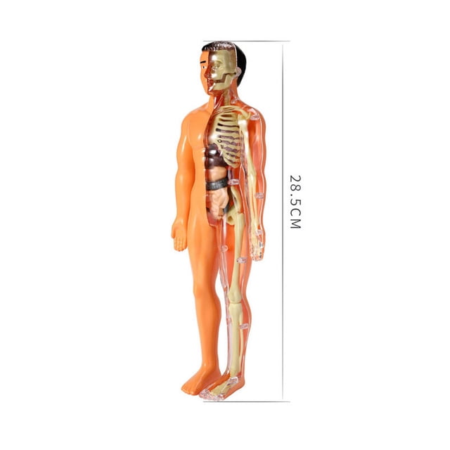DIY Mannequin 3D Human Body Model Torso Model Educational Assembly Early Learning Kids Toys Skeleton Anatomy Organ Teaching Tool C