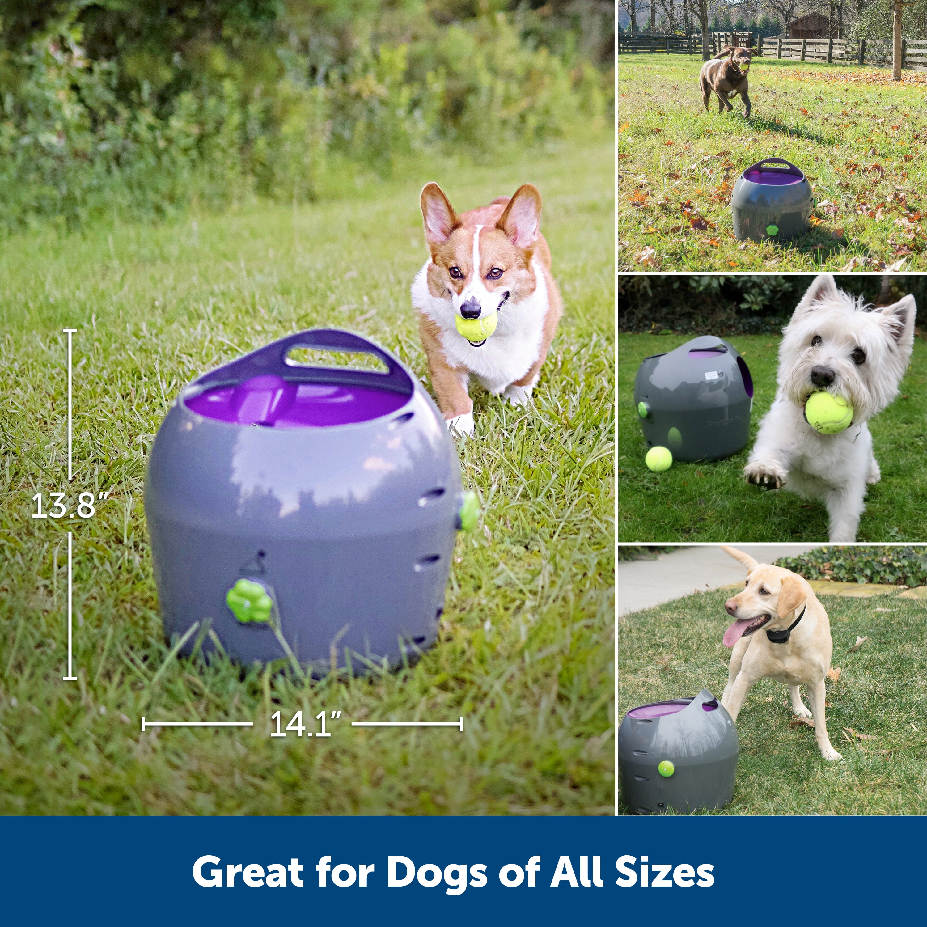 Auto ball toss for dogs sale