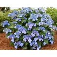 thumbnail image 2 of ENDLESS SUMMER POP STAR HYDRANGEA 2G, 2 of 3