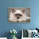 thumbnail image 3 of Cuadros Decorativos 5D diamante bordado Birman gato mosaico redondo diamante pintura para arte de cuentas JShteea Nuevos Originales, 3 of 9