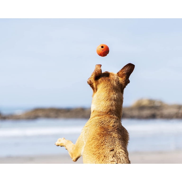 Chuckit! Fetch Ball Rubber Dog Toy, 2