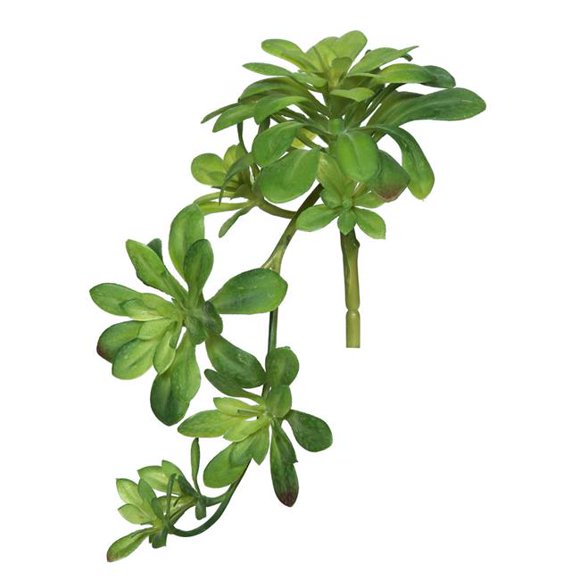 11 in. Aeonium Spray - Green