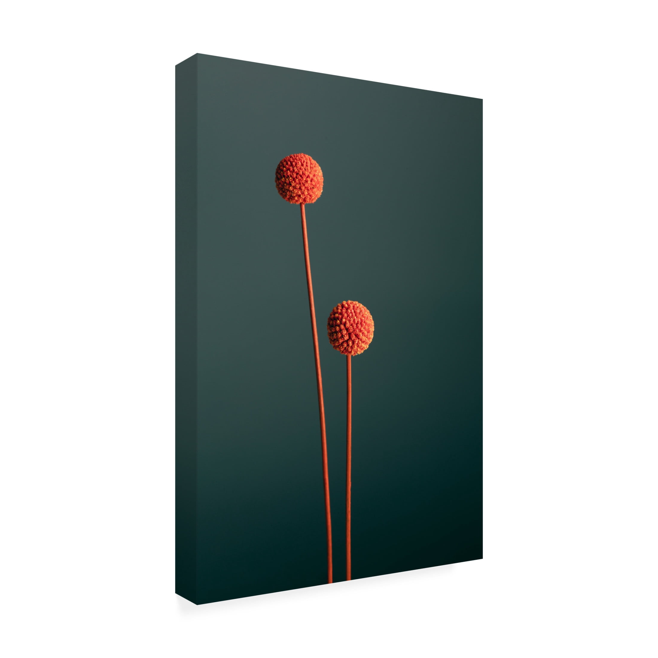 Trademark Fine Art Pictufy Studio Orange Seed Capsules Canvas Wall Art