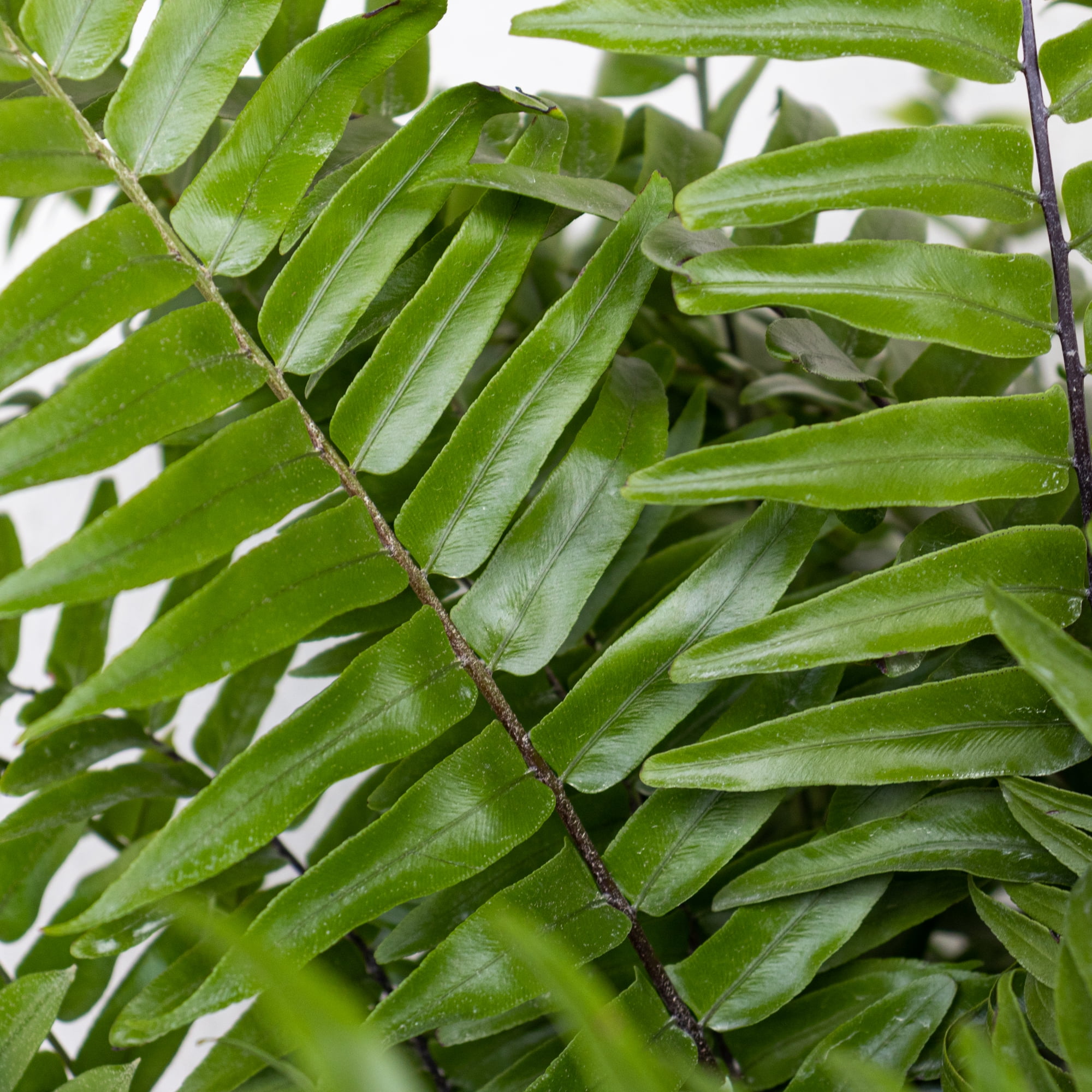 United Nursery Live Macho Fern Plant 26-32 inches Tall in 9.25-inch Grower Pot