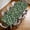 Deep-Green-Ditsy, variant on YESAD Waterproof Fitted Rectangle Tablecloth With Elastic Edge, Wipeable Table Cover For 6 Ft Tables, Perfect For Outdoor Picnic & Camping,24x48in,Dusty-Blue-Berry-Leaf