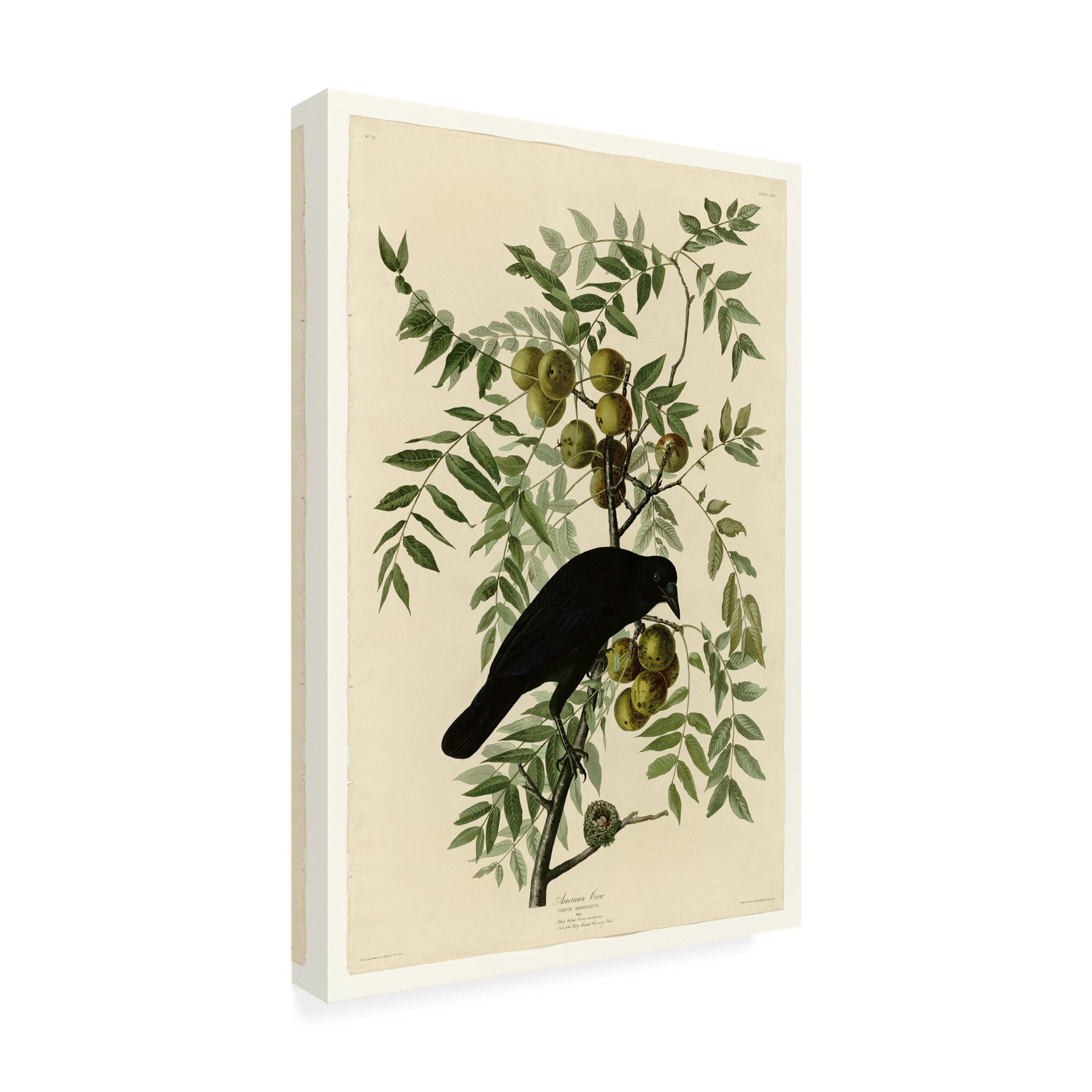 John James Audubon 'American Crow' Canvas Art