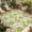 Green Yellow Grey, variant on Summer Lemon Outdoor Rug for Patio/Deck/Porch, Non-Slip Large Area Rug 5 x 8 Ft, Yellow Fruit Farm Vintage White Wood Grain Indoor Outdoor Rugs Washable Area Rugs, Camping Rug Carpet Runner