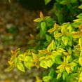 thumbnail image 5 of Southern Living Abelia Kaleidoscope Live Shrub in 2-Gallon Grower Pot, 5 of 11