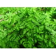 thumbnail image 3 of TomorrowSeeds - Chervil Seeds - 1000+ Count - For 2026 Planting Anthriscus Cerefolium French Parsley, 3 of 9