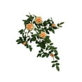 thumbnail image 3 of Enredadera Floral Macarena Rosa Chinensis 66 cm Naranja, 3 of 8