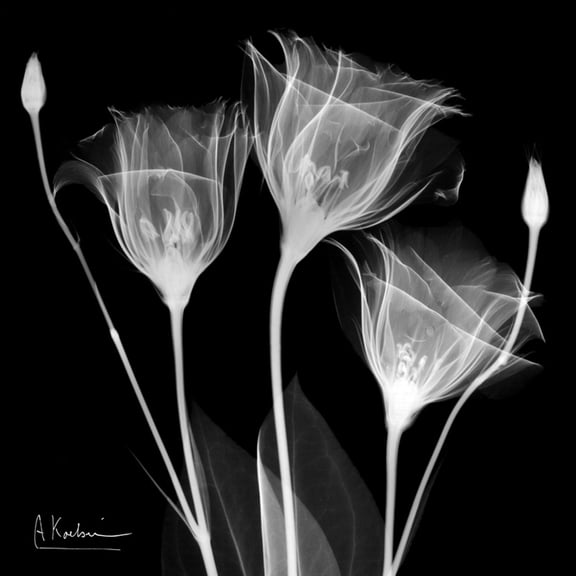 Art.com Gentian Xray 1 Art Print by Albert Koetsier, 24" x 24"