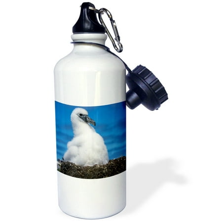 3dRose Australia, Tasmania, Bass Strait. Albatross chick-AU01 RJA0053 - Rebecca Jackrel, Sports Water Bottle, 21oz