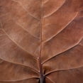 thumbnail image 2 of Paulson, Don 26x26 Black Ornate Wood Framed with Double Matting Museum Art Print Titled - Bahamas, Little Exuma Island Sea grape leaf, 2 of 4
